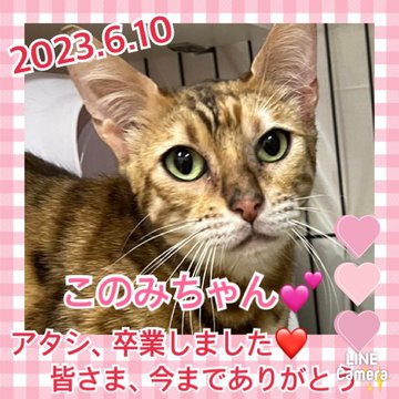 ★このみ★2023,5,10ー2023,6,10【保護犬カフェ天神橋店】